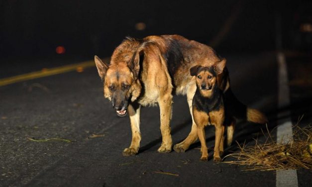 Communities rally to save animals caught in wildfires