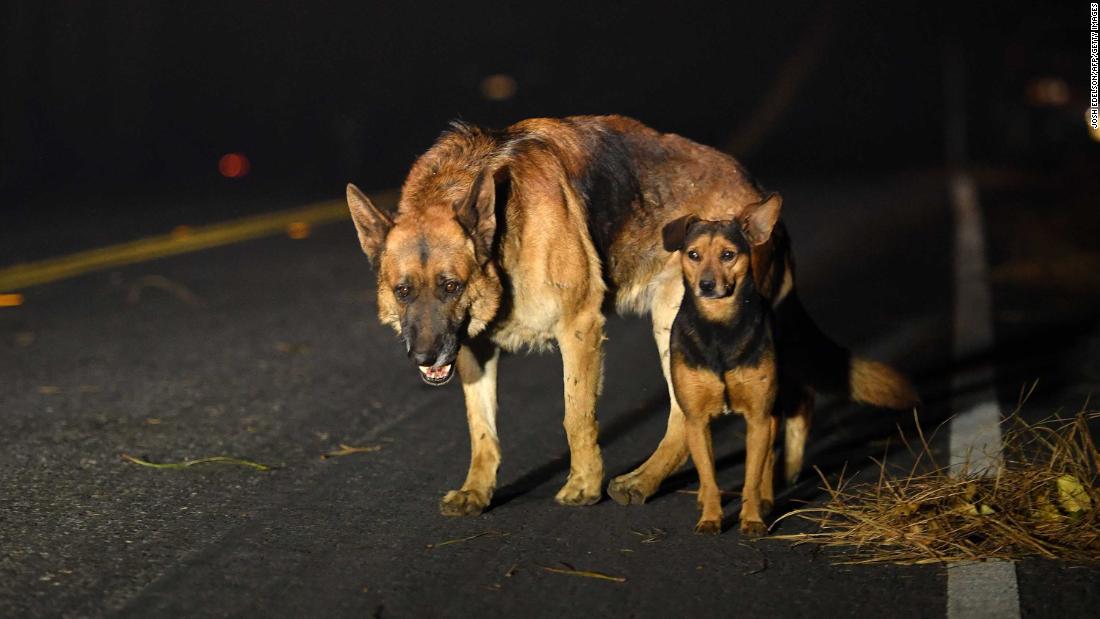 Communities rally to save animals caught in wildfires